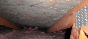 Crawlspace with Mold Infestation