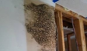 Mould and Fungal Infestation In Home